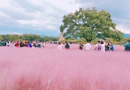 Mùa cỏ hồng Hàn Quốc tháng mấy