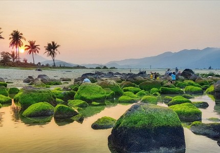 Thảm rêu xanh rạn Nam Ô Đà Nẵng
