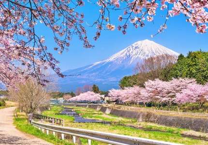 Mùa hoa anh đào Nhật Bản tháng mấy đẹp nhất