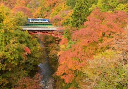 Trải nghiệm tàu điện ngắm mùa lá đỏ Nhật Bản