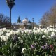 Lễ hội hoa tulip Úc - Bendigo