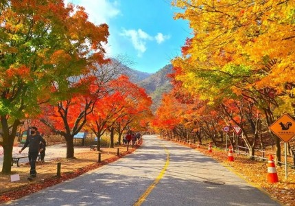 Thưởng ngoạn Changwon Hàn Quốc mùa lá đỏ