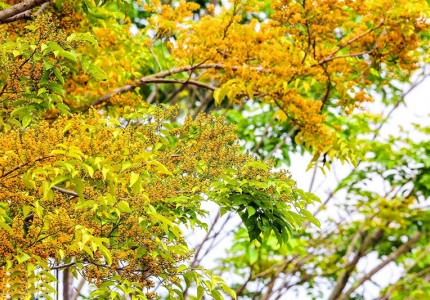 Đà Nẵng nhuộm màu vàng rực rỡ của hoa sưa
