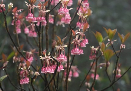 Hoa đào Chuông nở rộ trên đỉnh Bà Nà