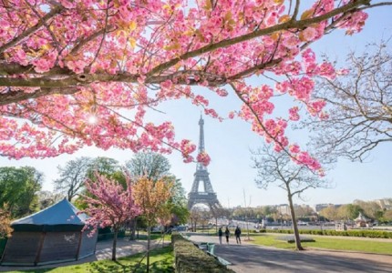Mãn nhãn với vẻ đẹp hoa anh đào Paris