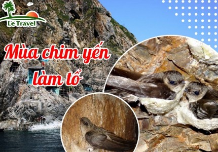 Kỳ diệu mùa chim yến làm tổ ở Côn Đảo