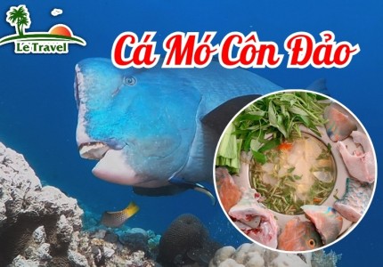 Thưởng thức hương vị thơm ngon của cá Mó biển Côn Đảo
