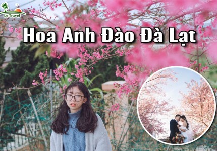 Địa điểm check-in hoa anh đào tháng 1 khi đến Đà Lạt
