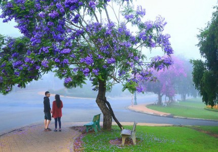 Đi Đà Lạt tháng nào đẹp nhất trong năm