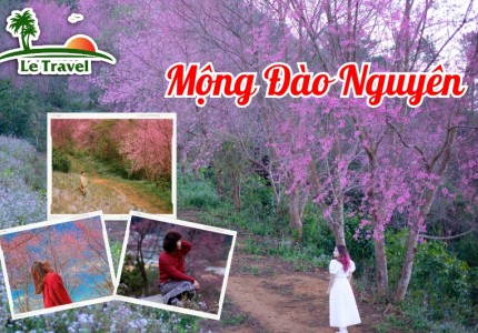 Mộng Đào Nguyên - Thế giới đầy màu sắc của hoa mai anh đào