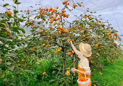 Mùa hồng chín Đà Lạt vào tháng mấy