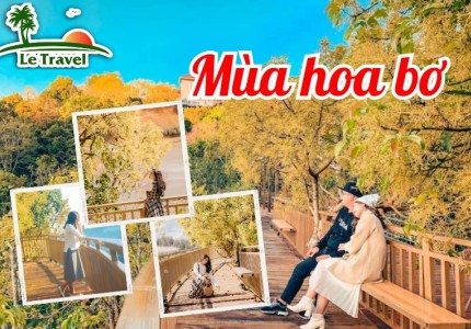 Vẻ đẹp nao lòng của mùa hoa bơ Đà Lạt