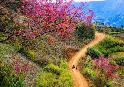 Đắm mình trong cung đường hoa mùa xuân Tây Bắc