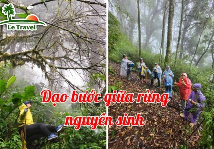 Dạo bước giữa rừng nguyên sinh tại đỉnh Tây Côn Lĩnh