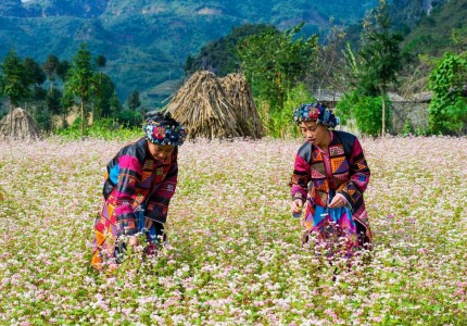 Du lịch Hà Giang mùa hoa tam giác mạch nở rộ
