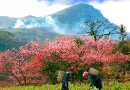 du lịch tết Hà Giang có gì