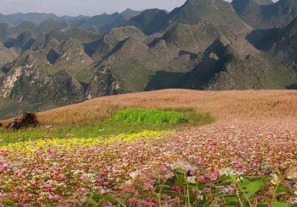 Những điểm ngắm hoa tam giác mạch đẹp nhất Hà Giang