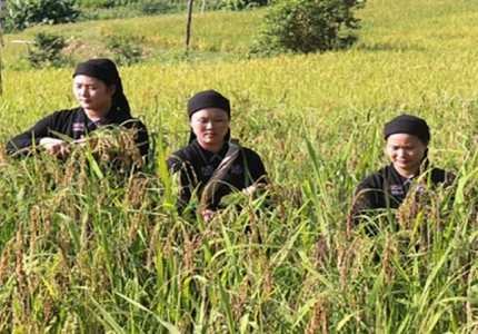 Tham dự lễ mừng cơm mới của người Nùng Hà Giang