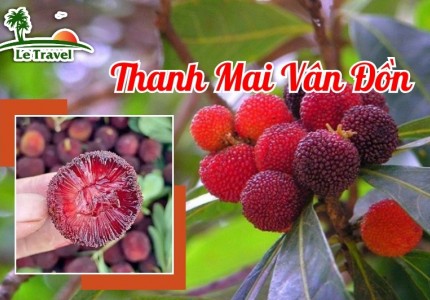Đến Vân Đồn hái Thanh Mai