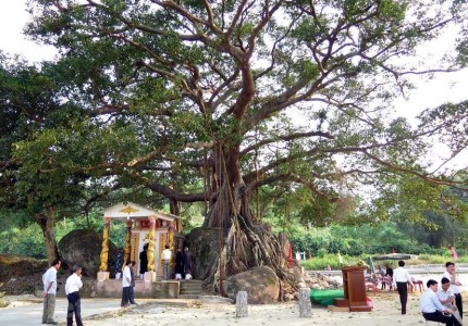 Tham quan Miếu Bà và cây đa di sản