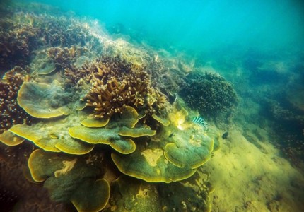 Khám phá bãi san hô cổ Ninh Thuận