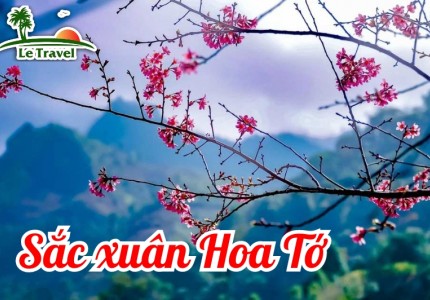 Rực rỡ hoa Tớ dày mang sắc xuân trên Tây Bắc