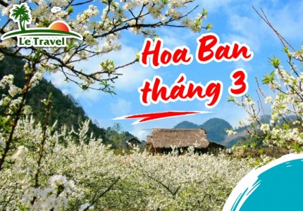 Vẻ đẹp của hoa Ban rừng ở miền Tây Bắc vào tháng 3