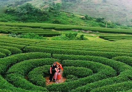 Cùng điểm danh 3 đồi chè trái tim đẹp nhất Mộc Châu