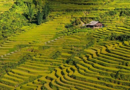 Đi du lịch Mộc Châu mùa lúa chín