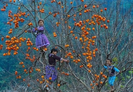 Đi du lịch Mộc Châu mùa hồng chín