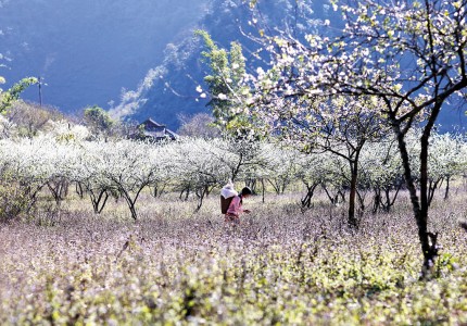 Du lịch Mộc Châu Tháng 3