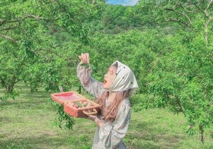 Hái mận Mộc Châu mùa hè