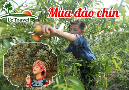 Hành trình hái đào Mộc Châu