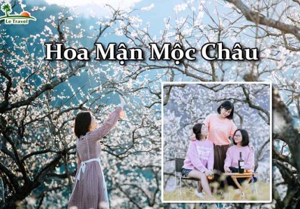 Hoa mận Mộc Châu khoe sắc say đắm lòng người