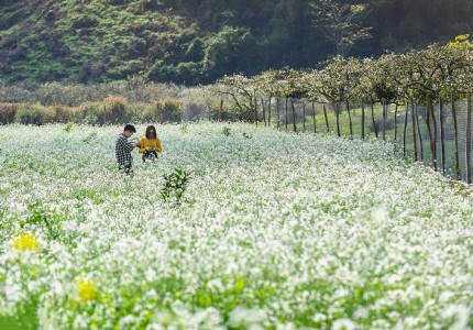 Khám phá vẻ đẹp mùa hoa cải Mộc Châu