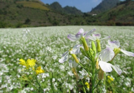 Mùa hoa cải Mộc Châu vào tháng mấy