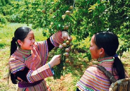 Mùa mận chín Mộc Châu tháng mấy