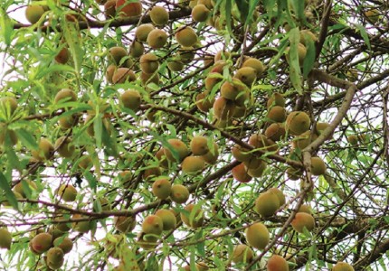 Trải nghiệm hái đào tiên Sơn La