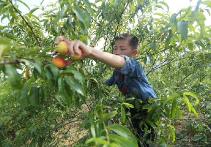 Trải nghiệm mùa hái mơ Mộc Châu
