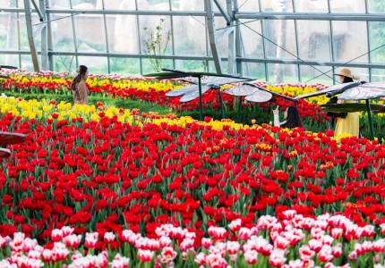 Mùa hoa Tulip nở rộ trên đảo Hòn Tre