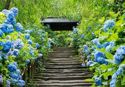 Đi du lịch Nhật Bản tháng 6 có gì đẹp