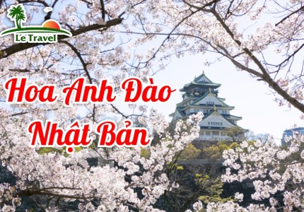 Dự đoán thời điểm hoa anh đào Nhật Bản sẽ nở rộ
