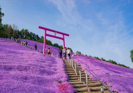 Trải nghiệm một mùa hè đầy nắng tại Hokkaido