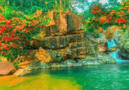 Quy Nhơn mùa hoa trang rừng nở rộ