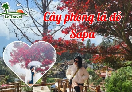 Checkin cùng cây phong lá đỏ siêu đẹp tại Sapa
