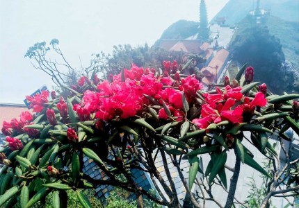 Chinh phục Fansipan giữa ngàn hoa