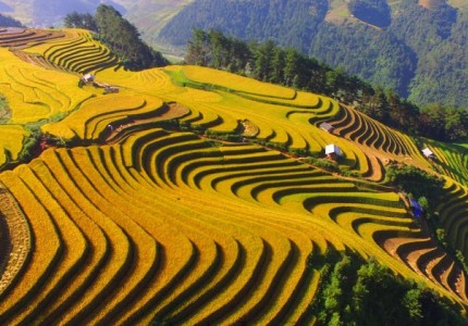 Đi du lịch Sapa mùa lúa chín