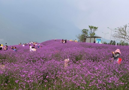 Du lịch Sapa tháng 6 có gì