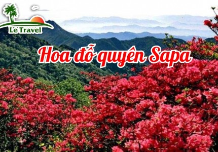Hoa đỗ quyên khoe sắc trên đỉnh Fansipan