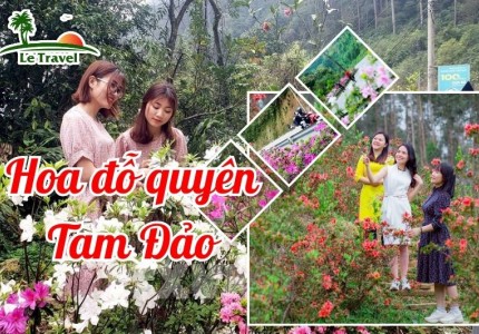 Du lịch Tam Đảo mùa hoa đỗ quyên
